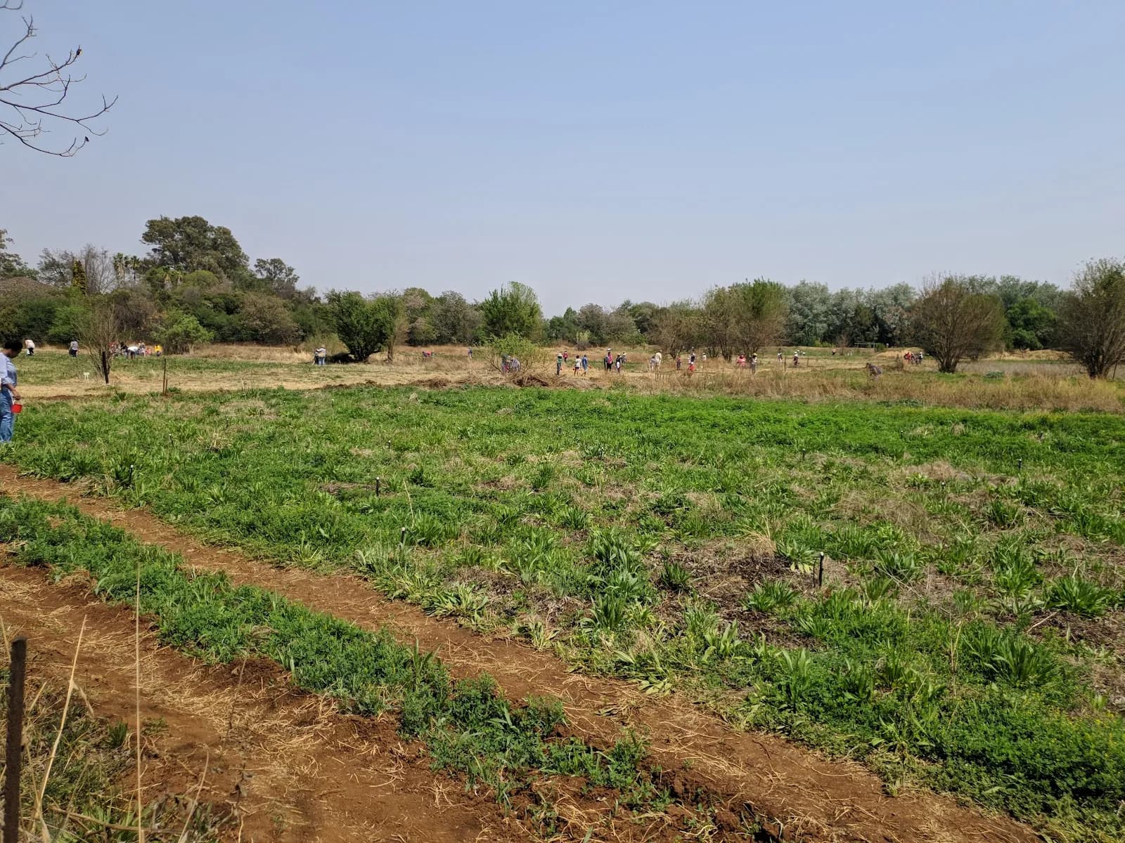 Tangaroa Strawberry Farm